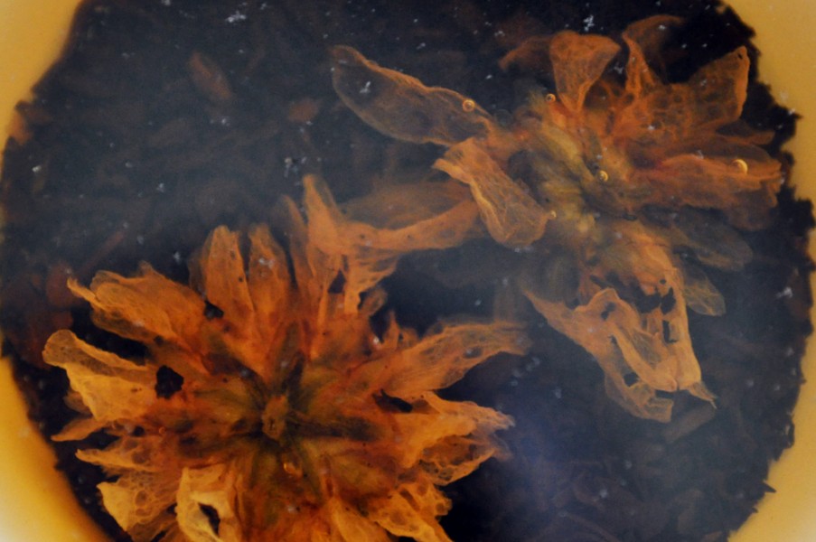 Two Chrysanthemum blossoms floating in tea