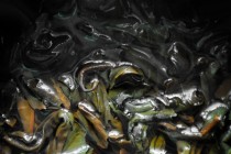 Leaves in the Water