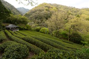 Green Tea Plantation near Kobe